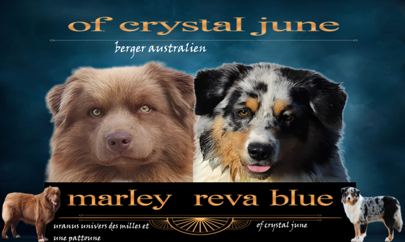 Berger Australien - chiots bergers australien - of crystal june