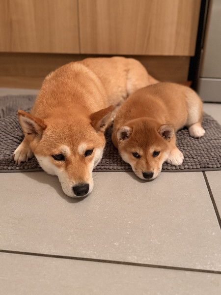 Shiba - À réserver 2 femelles Shiba - Élevage des coteaux du Buguet