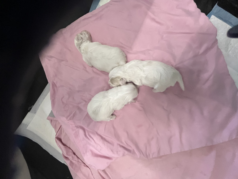 Coton de Tulear - CHIOTS FEMELLES COTON ELEVAGE FAMILIAL