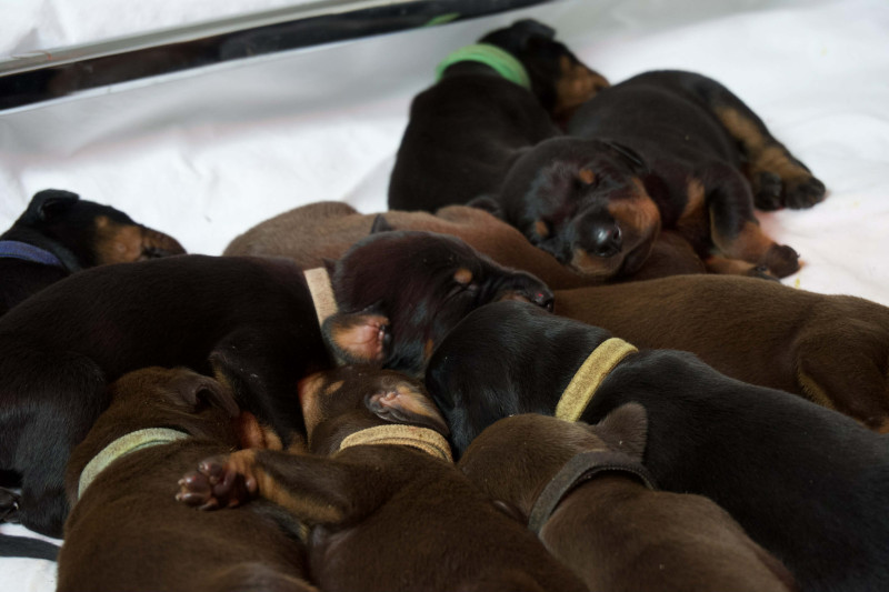 Dobermann - Chiots doberman de l?Écrin d?Argent - De l'écrin d?argent