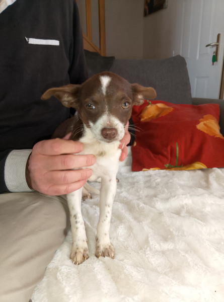 Chihuahua - CHIHUAHUA à RESERVER