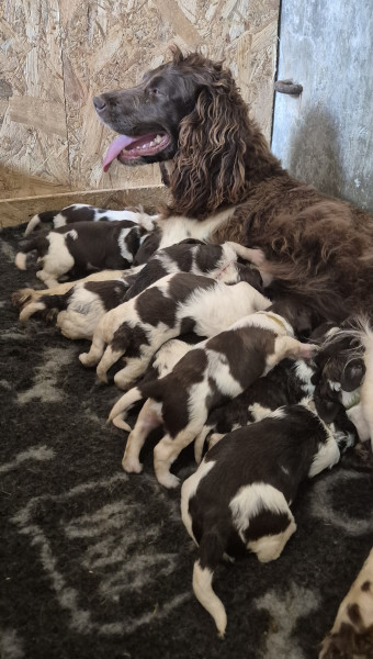 Chiot English Springer Spaniel
