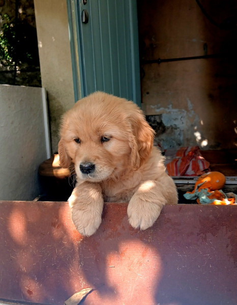 Golden Retriever - Petite femelle Golden Retriever LOF disponible à la réservation