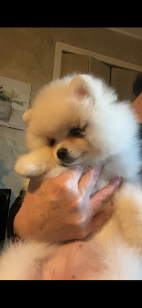 Spitz allemand - Chiots spitz Lof