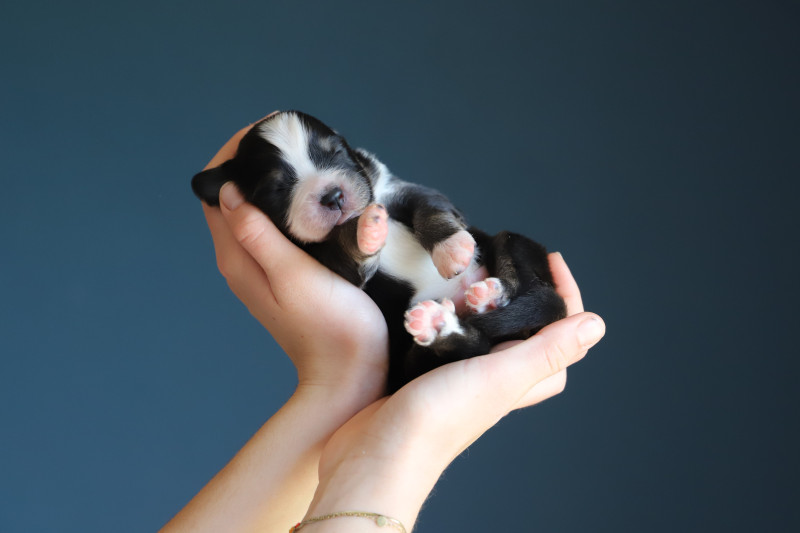 Berger Australien - CHIOTS BERGERS AUSTRALIENS/PARENTS ENTIEREMENT TESTÉS - DE FILAO LE LEGENDAIRE
