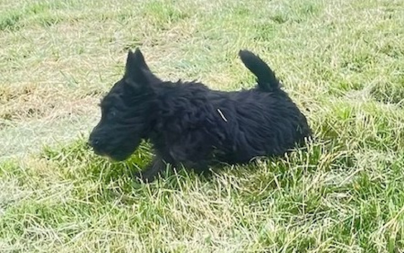 Scottish Terrier - chiots scottish terrier - DU NOORDDUIVEN