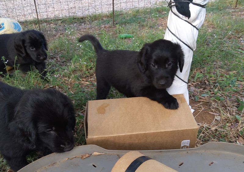 Flat Coated Retriever - Chiots à flat coated retriever LOF à réserver