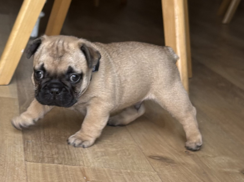 Bouledogue français - Magnifique bouledogue francais fauve LOF