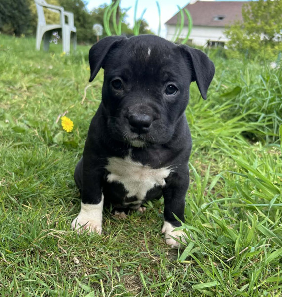 American Staffordshire Terrier - American staffordshire terrier