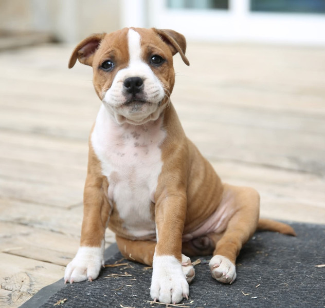 Staffordshire Bull Terrier - Chiot femelle staffie