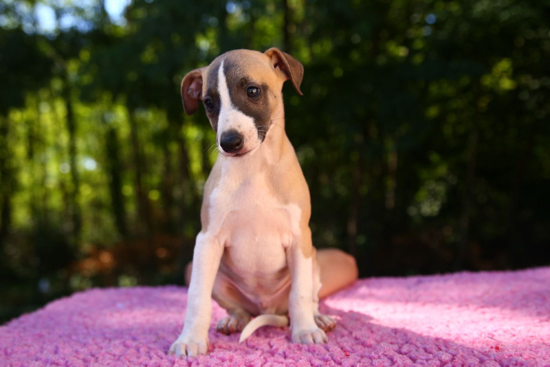 Whippet - Magnifiques chiots avec un très beau pedigree - Diablesse you will in Paris