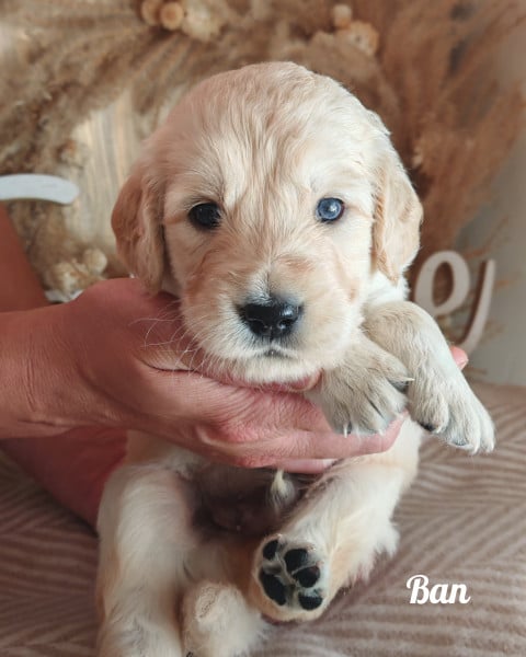 Golden Retriever - Golden retriever