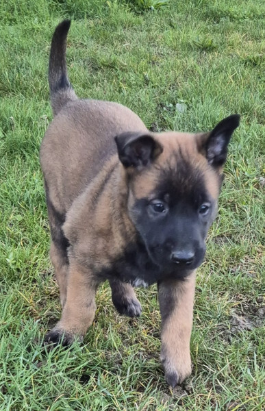 Berger Belge - Chiots berger belge malinois - de la vallée de l'hermine blanche