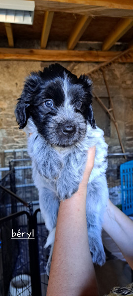 Chiot Schapendoes