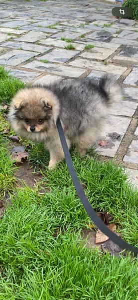 Spitz allemand - Chiots spitz Lof