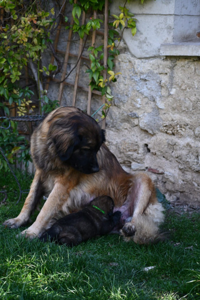 Leonberger - Chiots Leonberg - De la Hurle au Vent