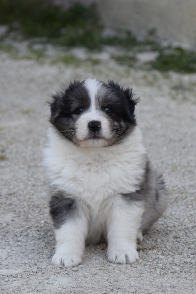 Berger Australien - Chiots berger australien - Des 7 Mata'i