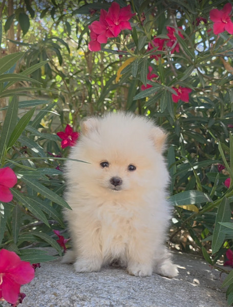 Spitz allemand - Spitz nain pomeranien , loulou de pomeranie - Des lous de la soulsoure