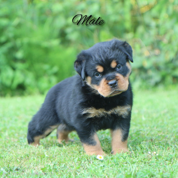 Rottweiler - Chiots Rottweiler - Dark Butterfly