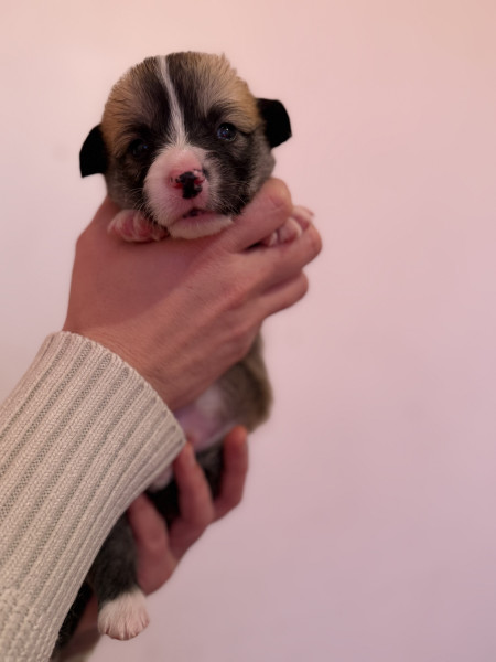 Welsh Corgi Pembroke - À réserver chiots Welsh corgi Pembroke