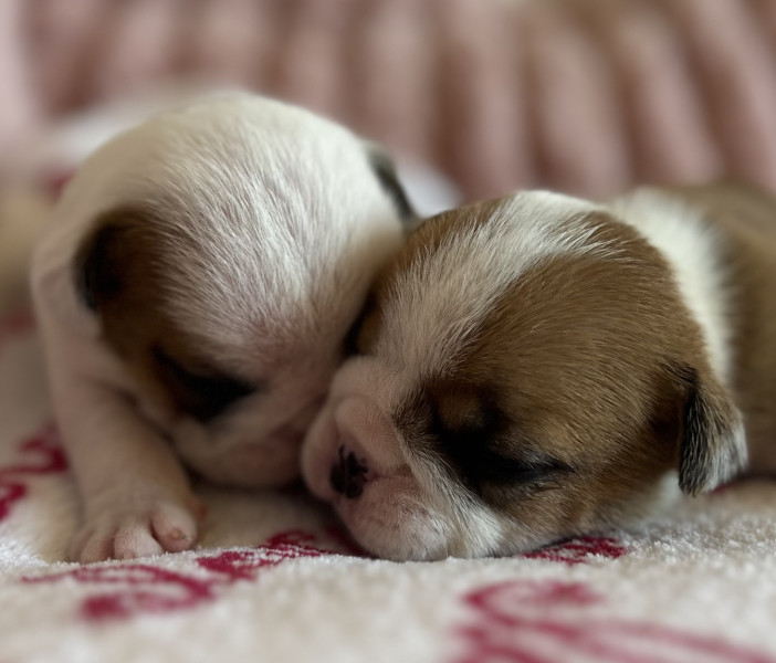 Bulldog Anglais - Vends Buldog anglais, lof