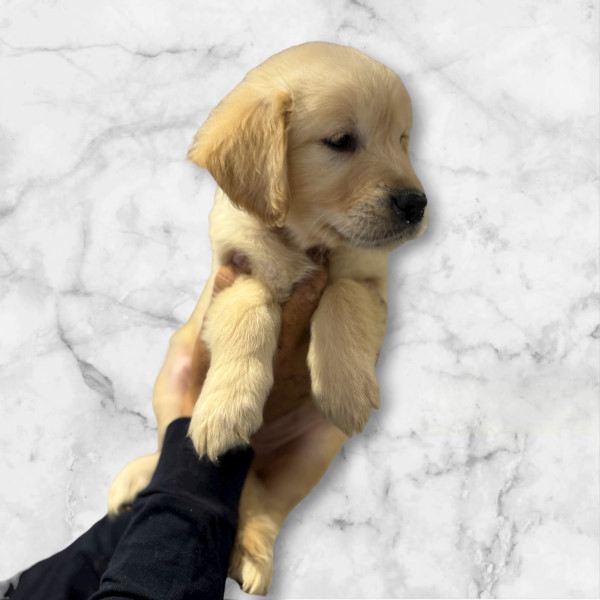 Golden Retriever - Chiot Golden Retriever LOF - Domaine des trois pommes