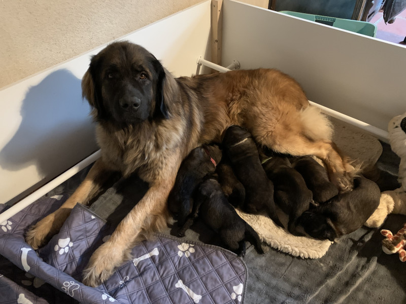 Leonberger - Chiots Leonberg - De la Hurle au Vent