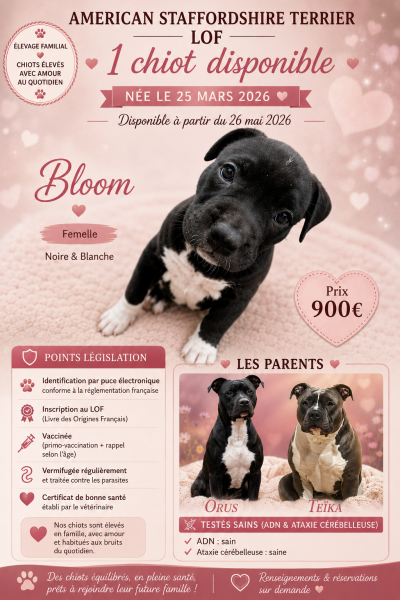 American Staffordshire Terrier - American staffordshire terrier