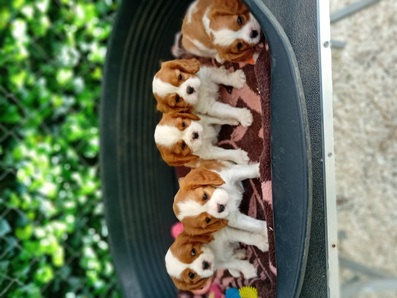 Cavalier King Charles Spaniel - 3 femelles , 2 mâles Blenheim Cav.king charles