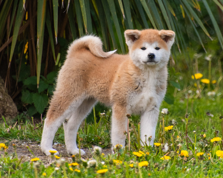 Akita - Chiot femelle Akita inu LOF