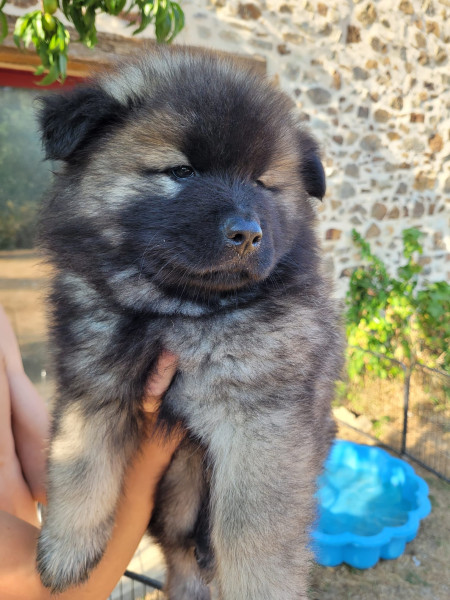 Eurasier - Magnifique Chiot Eurasier - DU CLOS DU HATSCHBOURG