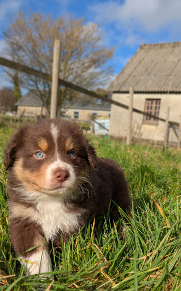 Berger Australien - Chiots Berger Australien rouge tricolore - Des Iris de Loisel