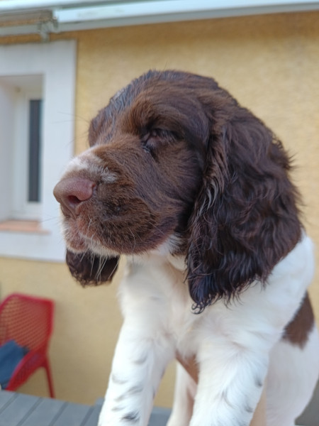 English Springer Spaniel - Chiots springer Spaniel English