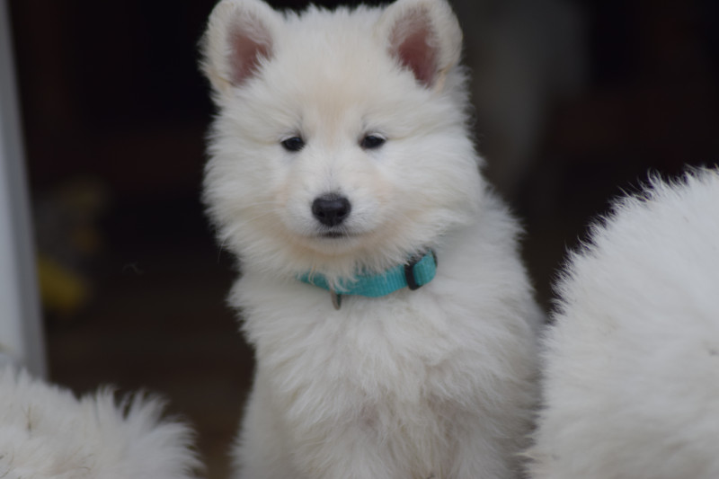 Chiot  Berger Blanc Suisse