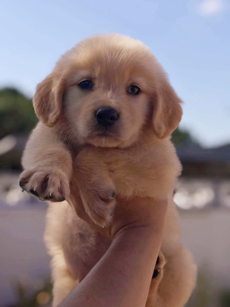 Golden Retriever - Chiot golden retriever LOF