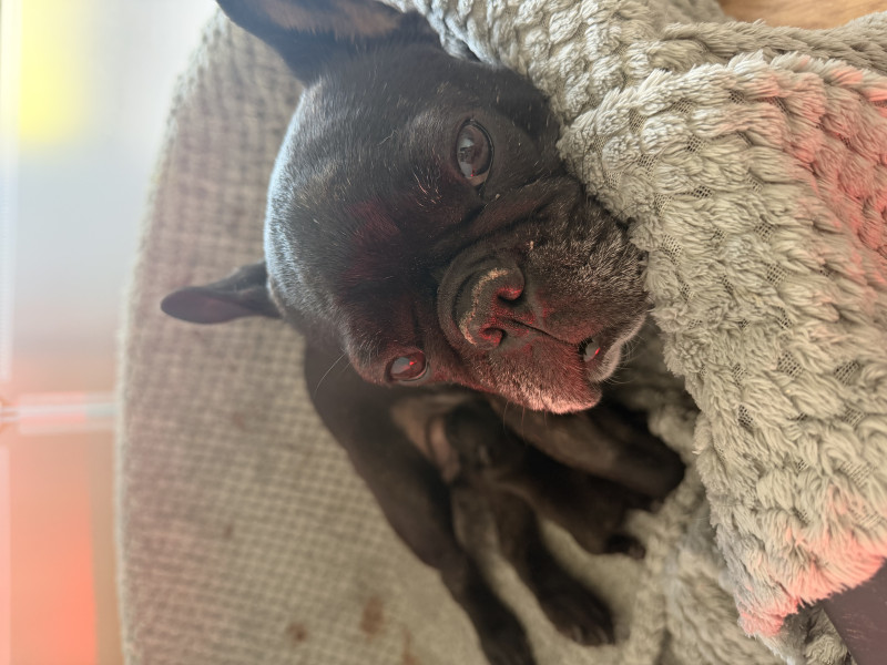Bouledogue français - Chiots Bouledogue Français LOF ? Élevage familial