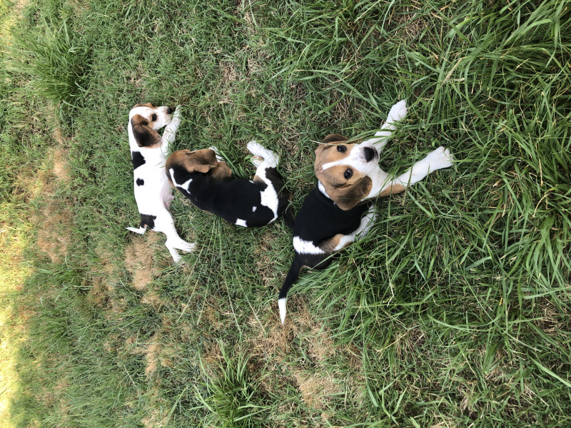 Beagle - À réserver, magnifiques chiots Beagle LOF. - SHANA