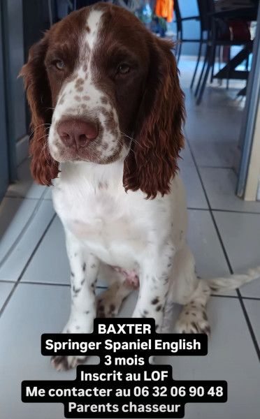 English Springer Spaniel - Chiots springer Spaniel English