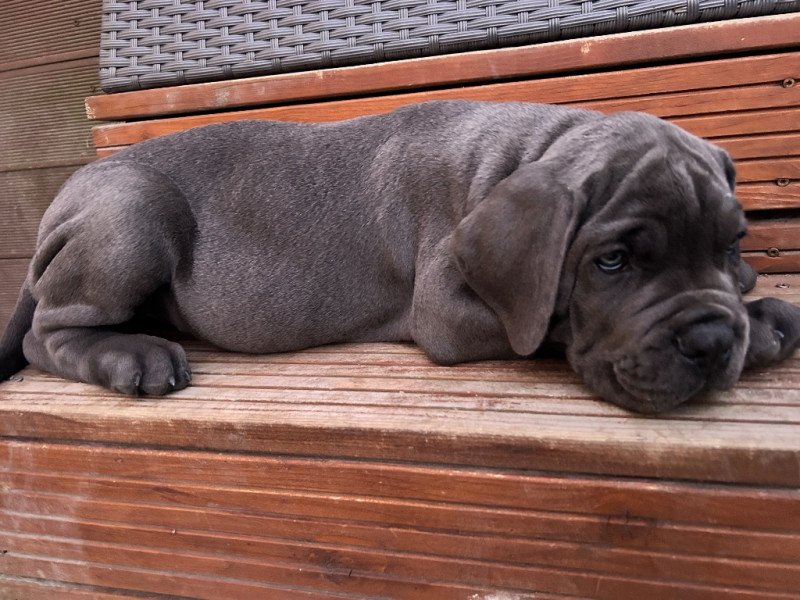 Cane Corso - Chiots Cane corso Lof