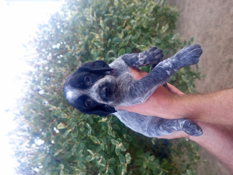 Epagneul bleu de Picardie - Chiots Épagneul Bleu de Picardie