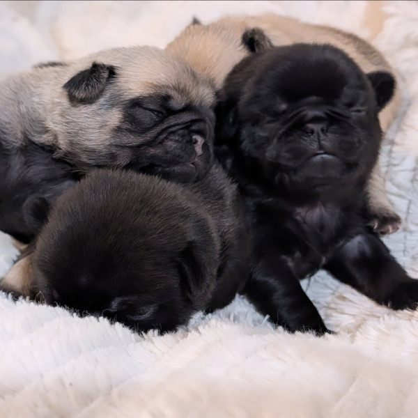 Carlin - Magnifiques carlins / Tests santé ascendants - Le domaine d'IRIS