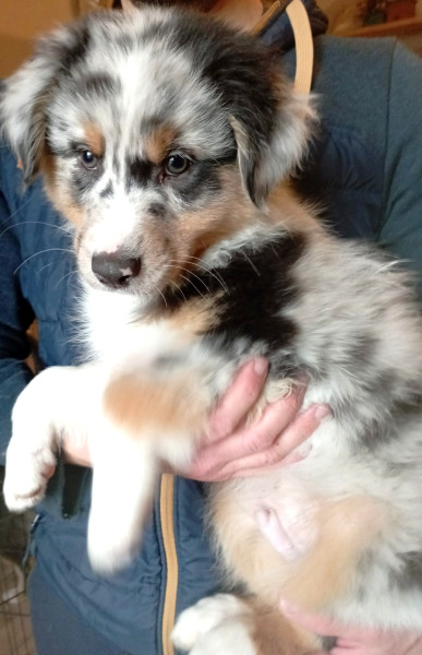 Berger Australien - Chiots berger australien lof - La Vallée d'Ostara