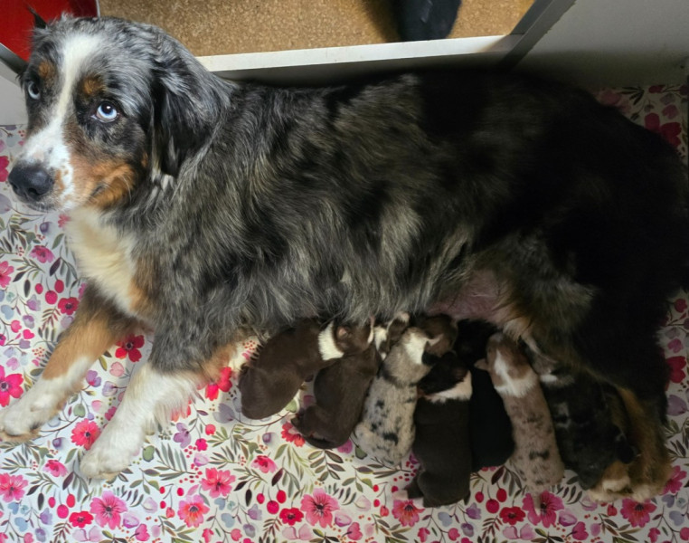 Berger Australien - BERGER AUSTRALIEN ?  CHIOTS DISPONIBLES DANS le DEUX-SEVRES (79)
