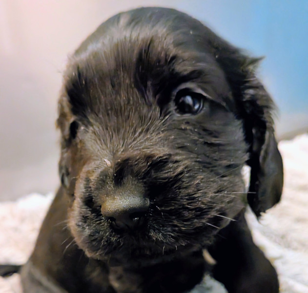 Cocker Spaniel Anglais - Chiot mâle LOF