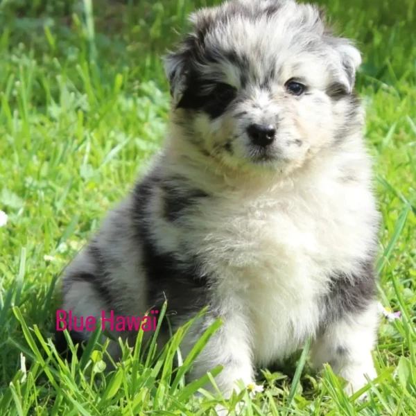 Berger Australien - Chiots Berger Australien LOF - Du Domaine saint Nicolas