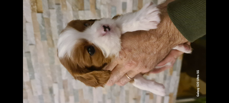 Cavalier King Charles Spaniel - Adorables chiots Cavalier King Charles ! - 915126
