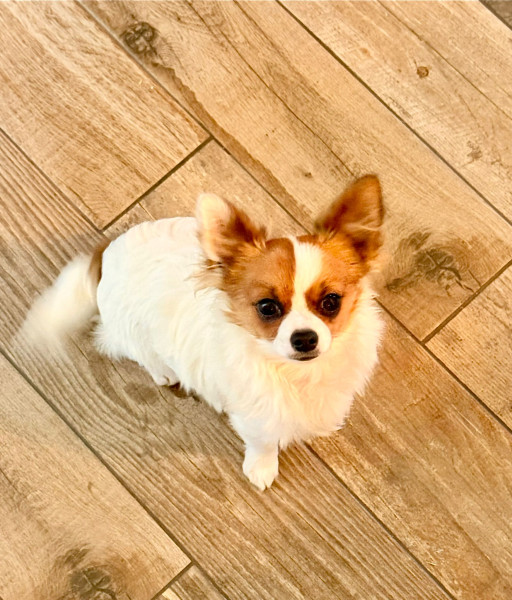 Chihuahua - 🐾Adorable chiot mâle LOF Chihuahua à poils longs