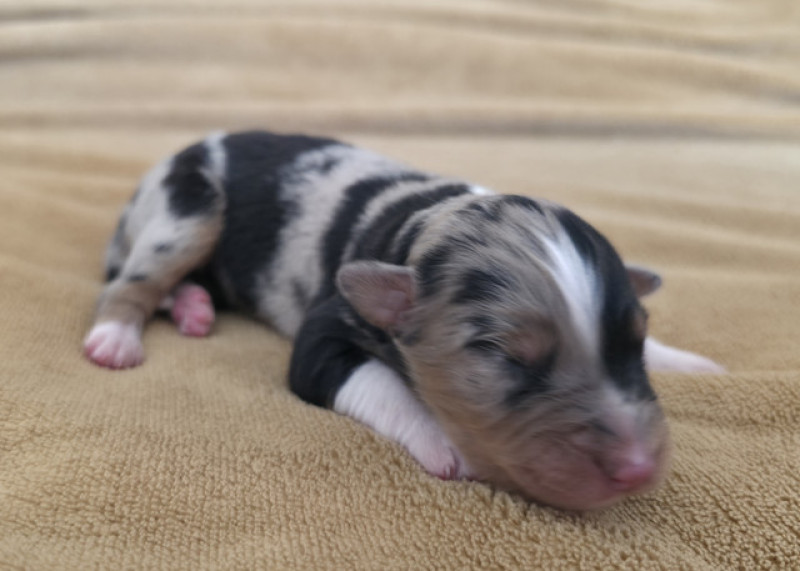 Chiot Berger Australien