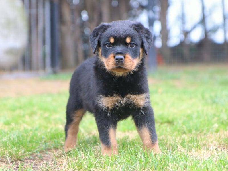 Rottweiler - Chiot femelle Rottweiler - Dark Butterfly