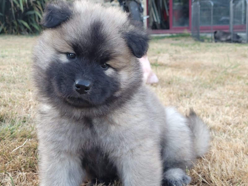 Eurasier - Magnifiques Chiots Eurasier - DU CLOS DU HATSCHBOURG